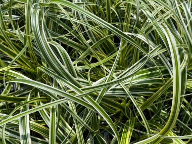 İzole edilmiş yeşil Japon sazının (carex morrowii foliosissima) üst görüntüsü - (resim üzerine seçici odak dağılımı))