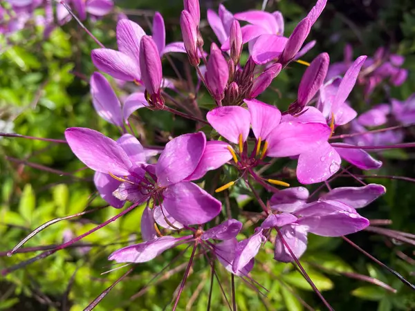 Vista Superior Primer Plano Hermosas Flores Araña Rosadas Aisladas Cleome —  Fotos de Stock