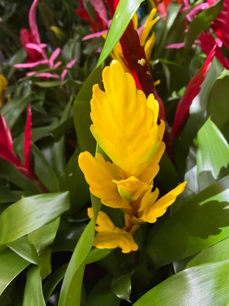 Primer Plano Planta Tropical Aislada Cultivar Vriesea Con Flor Roja —  Fotos de Stock