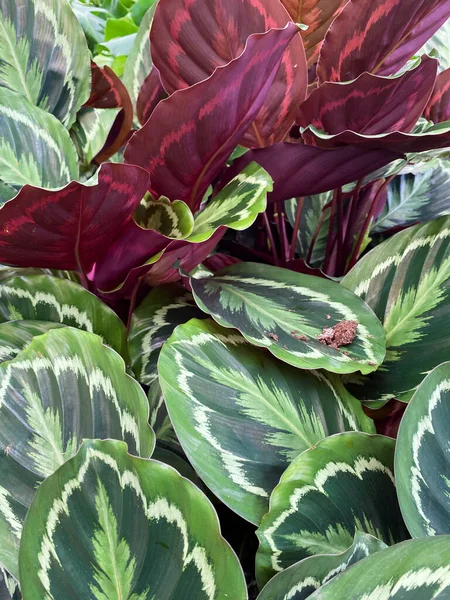 Egyedülálló Sárga Zöld Mintázatú Trópusi Imanövény Calathea Roseoptica Medál Izoalted — Stock Fotó