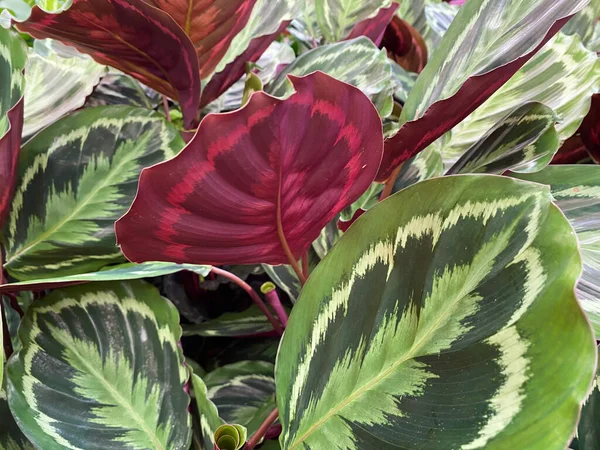 Egyedülálló Sárga Zöld Mintázatú Trópusi Imanövény Calathea Roseoptica Medál Izoalted — Stock Fotó