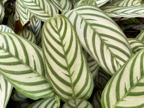 独特の黄色と緑のパターンを持つ熱帯祈りの植物 カラセア オブリフォリア の孤立した葉の閉鎖 — ストック写真