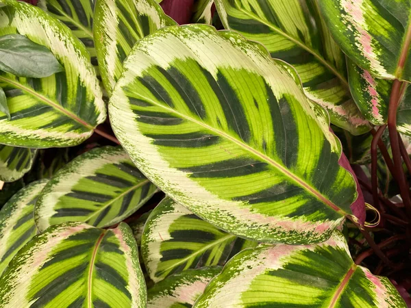 独特の黄色と緑のパターンを持つ熱帯祈りの植物 Calatha Roosoptica の孤立した葉の閉鎖 — ストック写真