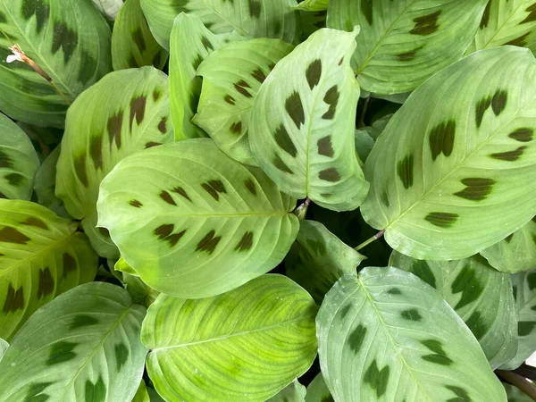 Primer Plano Las Hojas Isoaltadas Planta Oración Tropical Calathea Con —  Fotos de Stock