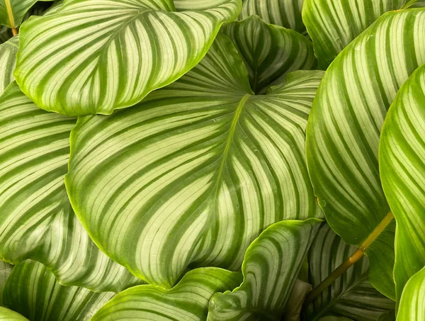 热带祷告植物 石榴属植物 的等高叶封闭 有独特的黄色和绿色图案 — 图库照片