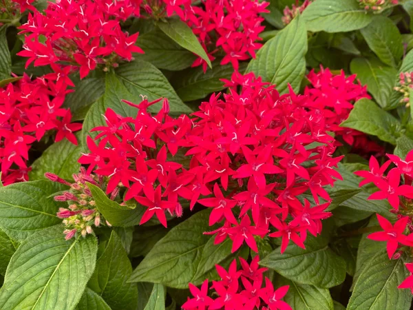 Top View Closeup Απομονωμένα Κόκκινα Μοβ Λουλούδια Pentas Lanceolata Πράσινα — Φωτογραφία Αρχείου