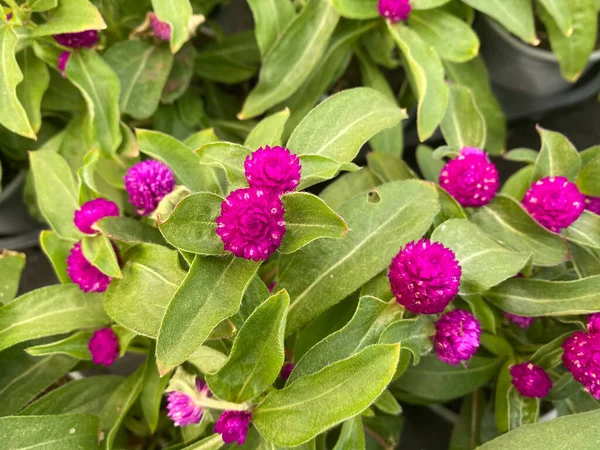 緑色の葉を持つ孤立した紫色のアマランスの世界の種子花 Gomphrena Gloosa のトップビューの閉鎖 — ストック写真