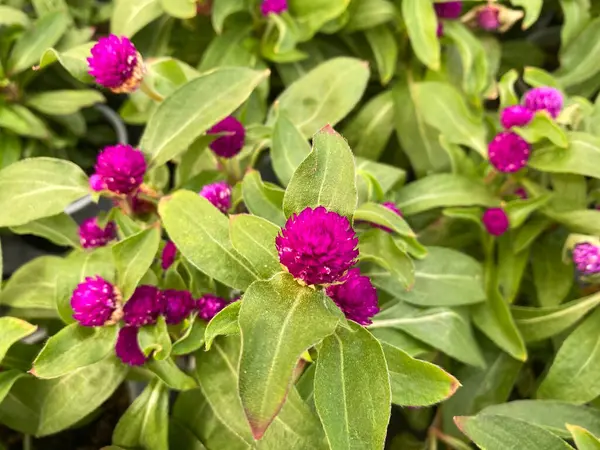 緑色の葉を持つ孤立した紫色のアマランスの世界の種子花 Gomphrena Gloosa のトップビューの閉鎖 — ストック写真