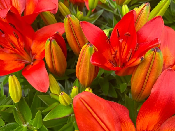 Vista Superior Primer Plano Aisladas Hermosas Flores Lirio Rojo Brotes —  Fotos de Stock