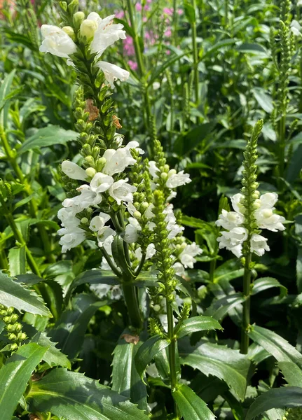 Physostegia Virginiana — 스톡 사진