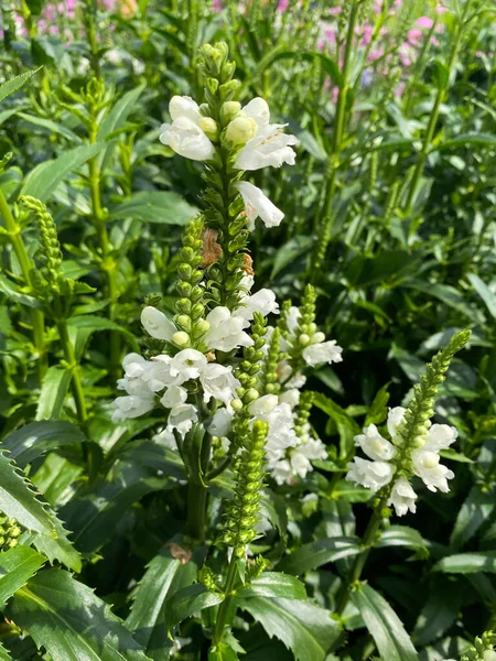 緑の葉を持つ白い花と隔離されたフィールドのトップビューの閉鎖 Phyostgia Virginiana — ストック写真