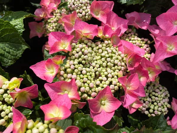 Вид Зверху Крупним Планом Ізольована Рожево Фіолетова Квітка Гідрангея Зеленим — стокове фото