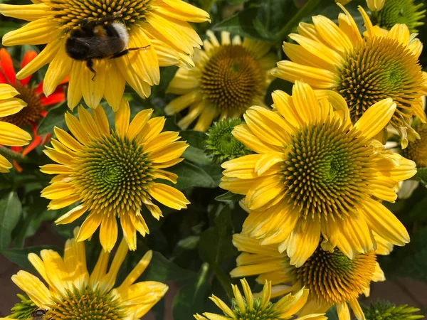 Top View Closeup Isolated Field Beautiful Yellow Echinacea Flowers Green — Stock Photo, Image