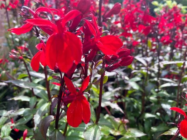 Вид Зверху Крупним Планом Ізольовані Красиві Червоні Кущові Квіти Лобелія — стокове фото