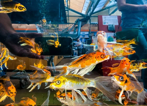 Viersen Alemania Julio 2020 Vista Través Del Acuario Con Peces — Foto de Stock