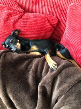 İzole edilmiş, uyuyan sevimli minyatür pinscher (Canis lupus familiaris, mini doberman) kanepenin üzerinde battaniye ve kırmızı yastık arasında konforludur..