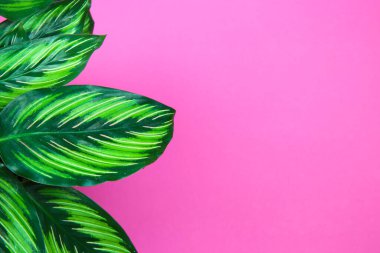 Parlak pembe arka planda, metin için kopyalama alanı olan tropikal egzotik bitkinin (calathea roseoptica madalyonu) yeşil desenli yapraklarına bak