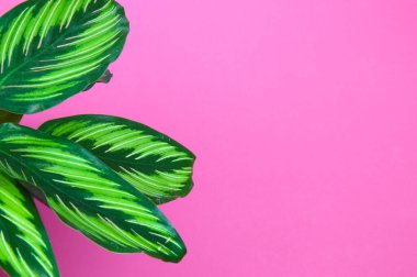 Parlak pembe arka planda, metin için kopyalama alanı olan tropikal egzotik bitkinin (calathea roseoptica madalyonu) yeşil desenli yapraklarına bak