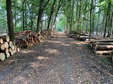 Her iki tarafında da kesilmiş ağaç gövdeleri olan Alman ormanlarına bakın - Viersen, Almanya, suchtelner hohen