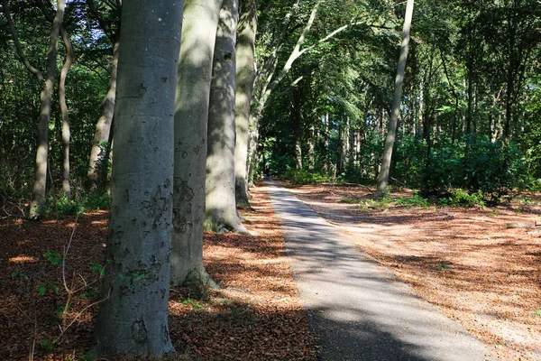 Vista Sobre Pista Pavimentada Ciclismo Senderismo Través Del Bosque Holandés — Foto de Stock