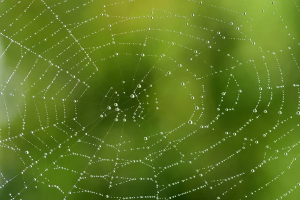 有大量水滴的圆形蜘蛛网的特写和背景 这些水滴在阳光和大自然中与绿色背景相映成趣 — 图库照片