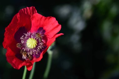 Kırmızı gelincik çiçeğine yakın çekim. İçinde polen ve yiyecek arayan arılar var.