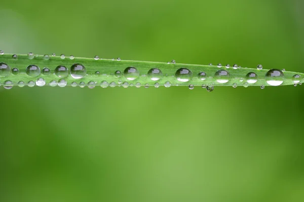 Źdźble Zielonej Trawy Krople Wody Zielonym Tle Przyrodzie — Zdjęcie stockowe