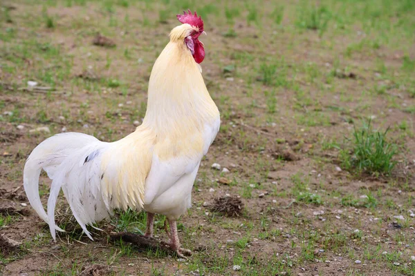 Een Witte Haan Staat Een Droog Veld Kraait — Stockfoto