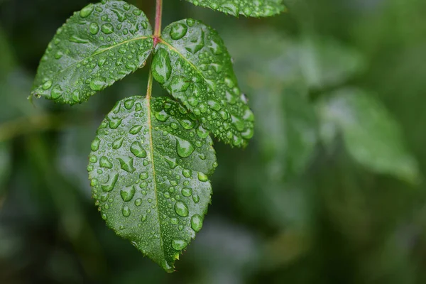 Zbliżenie Zielonych Liści Pełnych Kropli Deszczu Świeżość Natury — Zdjęcie stockowe