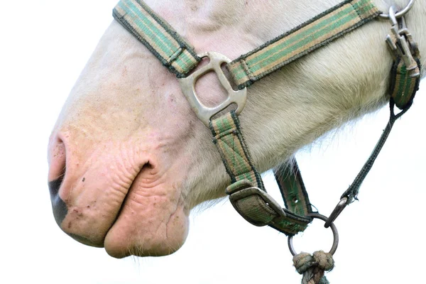 Zbliżenie Szczegółowy Widok Białego Pyska Konia Ustami Nozdrzami Przednią Połową — Zdjęcie stockowe