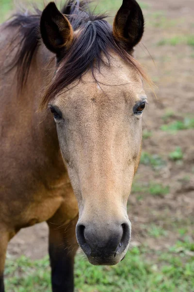 Cavalo Marrom Fica Pasto Olha Para Câmera Pela Frente — Fotografia de Stock