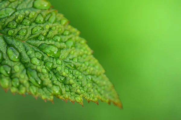 Zbliżenie Świeżych Zielonych Liści Maliny Zielonym Tle Światłem Słonecznym Kroplami — Zdjęcie stockowe