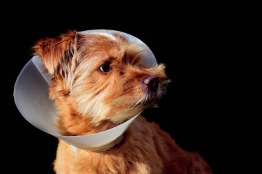 Küçük kahverengi tüylü sevimli bir köpek koyu bir arka planın önünde oturur ve boynunda beyaz plastik bir fırça vardır çünkü ona tıbbi tedavi yapılmıştır.