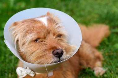 Küçük kahverengi tüylü sevimli bir köpek dışarıda çayırda oturuyor ve boynunda beyaz plastik bir fırça var çünkü tıbbi tedavi görmüş.