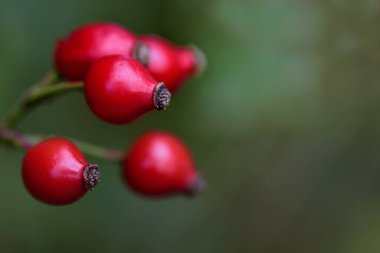 Sonbaharda yeşil arkaplan önünde üç kırmızı gül kalçası.