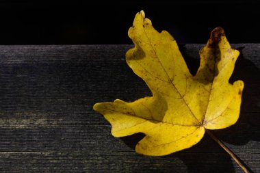 Yıpranmış ahşap üzerinde parlayan sarı bir sonbahar yaprağına yakın plan ve metin için yeri olan koyu bir arkaplan.