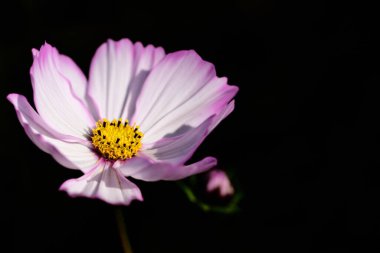 Parlak, çiçek açan bir çayır çiçeğine yakın plan, koyu bir arkaplanda izole edilmiş ve parlak bir şekilde çiçek açar.