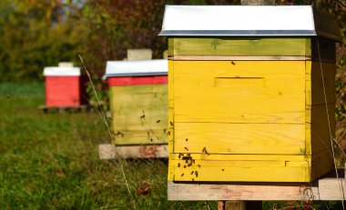 Renkli arı kutuları, sonbaharda güneşli bir günde bir çayırda durur ve arılar kutuların etrafında uçar.