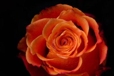 Çiçek yapraklı güzel bir portakal gülüne yakın çekim ve koyu arkaplan önünde su damlaları