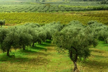 Sonbaharda İtalya / Sicilya 'da zeytin ekimi ve zeytin ekimi ile yeşil manzara