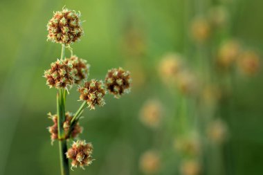 Uzun sivri uçlu yaban otlarının yakınlaşması doğanın yeşil arka planının önünde Kasım ayında çiçek açıyor.