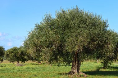 Sicilya 'da ekilmiş zeytin ağaçları, sonbaharda mavi gökyüzüne karşı taze zeytinlerle dolu.
