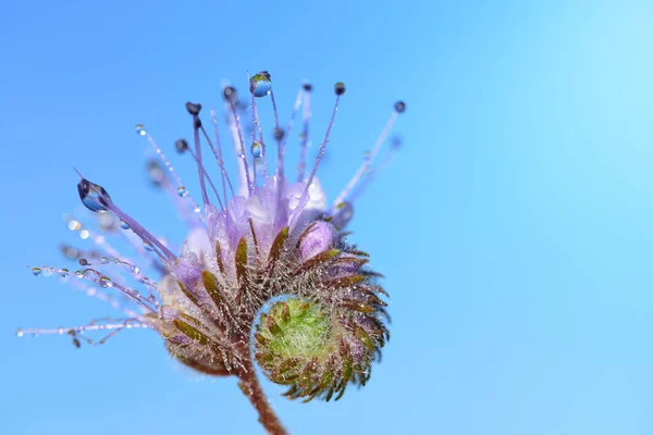 青い空に水が落ちる繊細な花で自然の中で輝く紫色の草原の花のクローズアップ — ストック写真