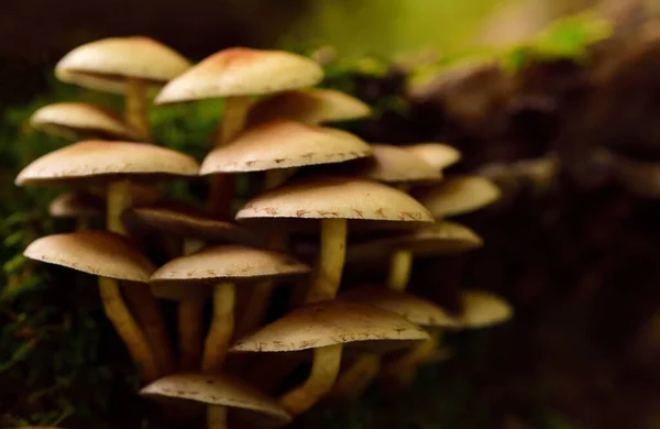 Eine Gruppe Brauner Frischer Kleiner Pilze Mit Lamellen Vor Dunklem — Stockfoto