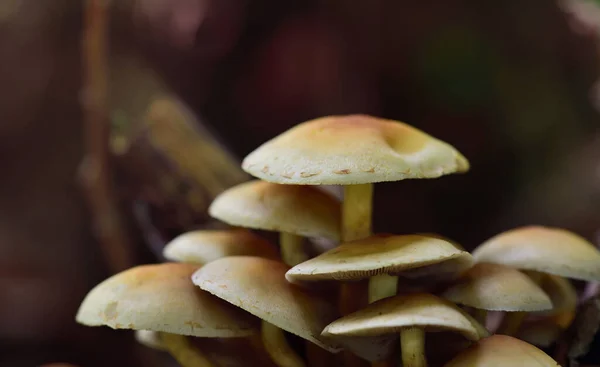 Eine Gruppe Brauner Frischer Kleiner Pilze Mit Lamellen Vor Dunklem — Stockfoto