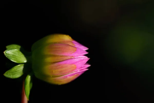 Pembe Bir Yıldız Çiçeğinin Yakın Plan Görüntüsü Ile Koyu Arkaplan — Stok fotoğraf
