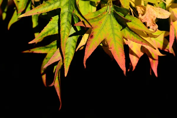 Herbstliche Blätter Leuchtendem Grün Gelb Und Rot Hängen Von Oben — Stockfoto