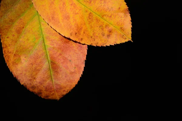 Herbstliche Blätter Leuchtendem Grün Gelb Und Rot Hängen Von Oben — Stockfoto