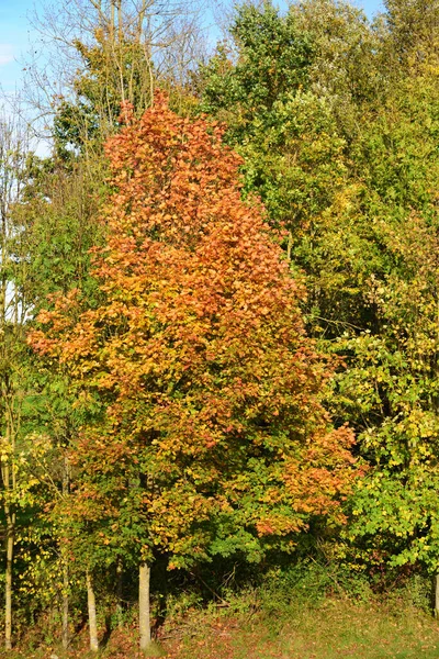 Yaprak Döken Sonbahar Ağaçları Çeşitli Yeşil Kırmızı Tonlarında Mavi Gökyüzüne — Stok fotoğraf