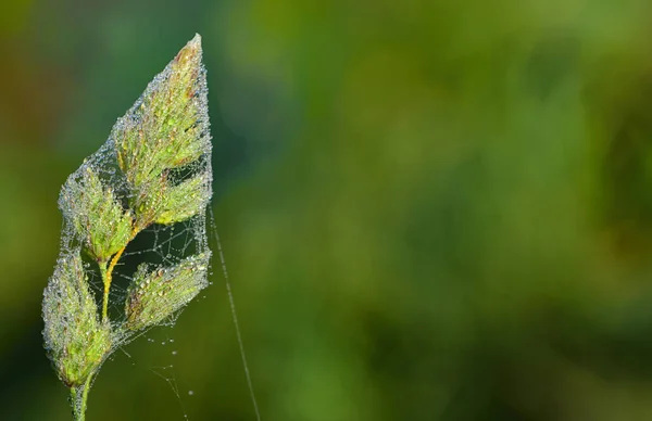 Detailní Záběr Travnaté Ucho Plné Pavučin Kapek Vody Podzim Zeleném — Stock fotografie